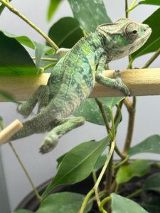 Ambilobe Male Panther Chameleon: Flash x Opal (E21)