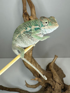 AMBILOBE Panther Chameleon male:(E31)