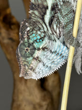 Load image into Gallery viewer, AMBANJA X ANKIFY Panther Chameleon:(F1)
