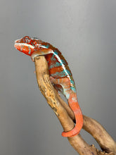 Load image into Gallery viewer, AMILOBE Panther Chameleon: (J7)
