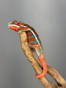 AMILOBE Panther Chameleon: (J7)