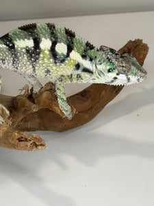 SAMBAVA Panther Chameleon: (E11)