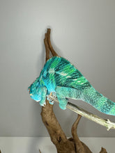 Load image into Gallery viewer, Ambilobe Panther Chameleon (E20)
