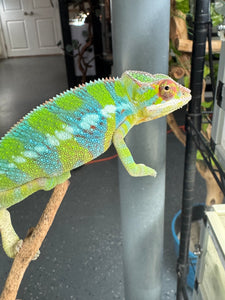 AMBILOBE Panther Chameleon: (E12)