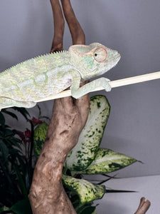 AMBANJA FEMALE Panther Chameleon: Neon Nights x Tango (S18)