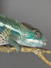 Load image into Gallery viewer, AMBILOBE Panther Chameleon: (E14)
