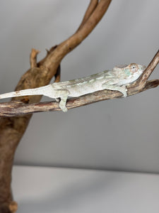 AMBILOBE FEMALE Panther Chameleon: 🚺 (Q19)