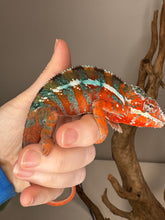 Load image into Gallery viewer, AMILOBE Panther Chameleon: (J7)
