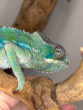 Load image into Gallery viewer, AMBILOBE Panther Chameleon: (E10)

