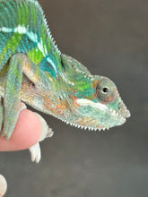 Load image into Gallery viewer, AMBILOBE Panther Chameleon: Frank x Sandy (J6)
