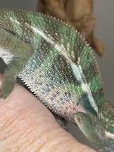 Load image into Gallery viewer, AMBILOBE Panther Chameleon: (E23)
