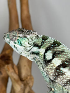 Sambava Male: Marley x Mabel (E11)