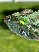 Load image into Gallery viewer, AMBANJA Panther Chameleon: (C4)
