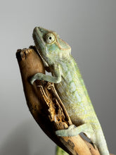 Load image into Gallery viewer, AMBANJA FEMALE Panther Chameleon: Neon Nights x Tango (S18)
