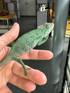 ANKILOBE Panther Chameleon: Ankify x Ambilobe (S7)