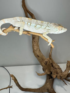 AMBILOBE FEMALE Panther Chameleon: 🚺 (E12)