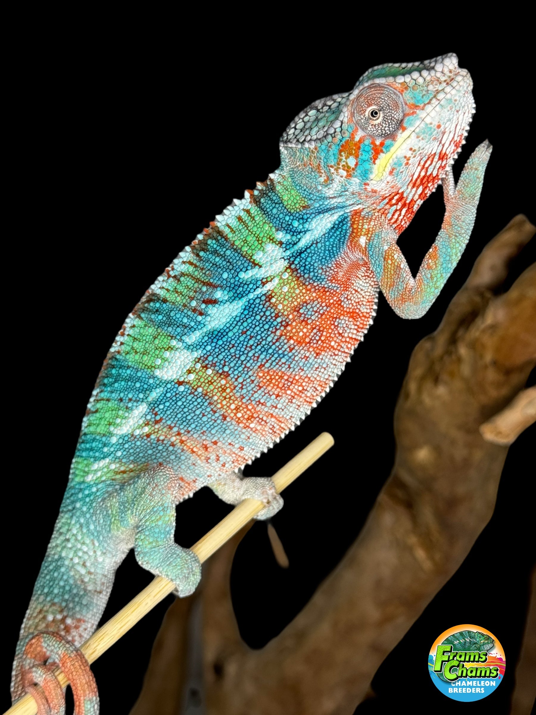 【中古】 Chameleon AdamRafferty Midorehitra-mpanjaka (AKA Crimson King) - Kammerflage Kreations