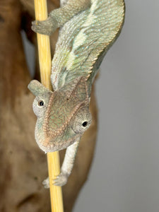 AMBILOBE Panther Chameleon male: (E4)