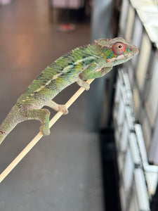 AMBILOBE Panther Chameleon: Magnus x Skittles (R3)