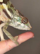 Load image into Gallery viewer, SAMBAVA Panther Chameleon: (E23)
