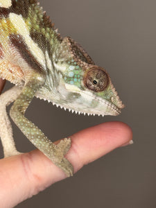 SAMBAVA Panther Chameleon: (E23)