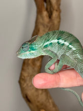 Load image into Gallery viewer, AMBANJA Panther Chameleon: (E4)
