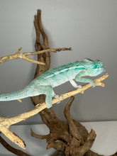 Load image into Gallery viewer, AMBANJA Panther Chameleon: (E4)
