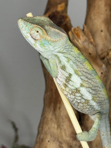 AMBANJA FEMALE Panther Chameleon: Neon Nights x Tango (S20)