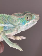 Load image into Gallery viewer, AMBILOBE Panther Chameleon: (E7)
