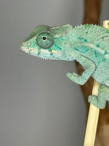 NOSY BE Panther Chameleon male: (E28)