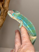 Load image into Gallery viewer, AMBILOBE Male Panther Chameleon: (E30)
