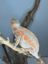 Load image into Gallery viewer, AMBILOBE FEMALE Panther Chameleon: 🚺 (C6)
