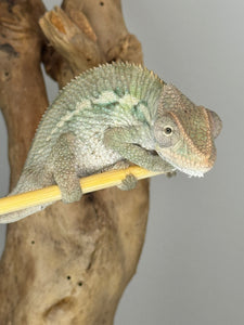 AMBILOBE Panther Chameleon male: (E4)