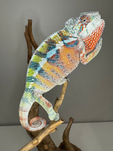 Load image into Gallery viewer, AMBILOBE Panther Chameleon: (J3)
