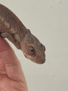 FEMALE AMBILOBE Panther Chameleon: Starburst x Margaret 🚺 (C2)