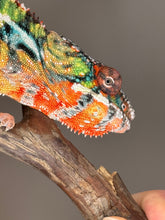 Load image into Gallery viewer, AMBILOBE Panther Chameleon: (J4)
