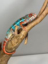 Load image into Gallery viewer, AMILOBE Panther Chameleon: (J1)
