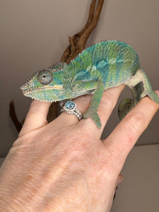 AMBILOBE Panther Chameleon: (E10)