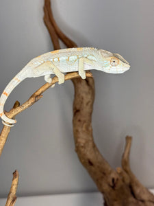 AMBILOBE FEMALE Panther Chameleon: 🚺 (E12)