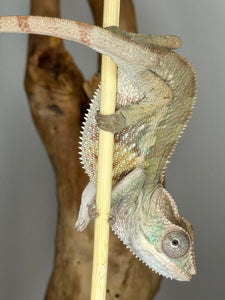 AMBILOBE Panther Chameleon male: (E1)