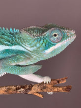 Load image into Gallery viewer, SURPRISE! Panther Chameleon: (E24)
