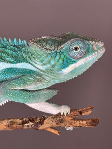 SURPRISE! Panther Chameleon: (E24)