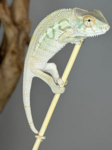 NOSY BE FEMALE Panther Chameleon: Neptune x Marina 🚺 (S2)