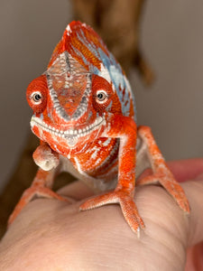 AMILOBE Panther Chameleon: (E34)