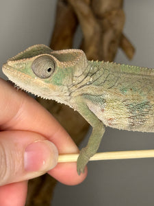 Ambilobe Male Panther Chameleon: Flash x Opal (E12)