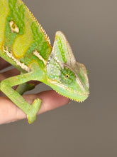 Load image into Gallery viewer, *LAST ONE* MALE Veiled Chameleon
