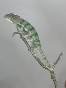 AMBILOBE Panther Chameleon: (E5)