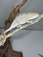 Load image into Gallery viewer, AMBILOBE FEMALE Panther Chameleon: 🚺 (Q12)
