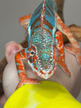 Load image into Gallery viewer, AMILOBE Panther Chameleon: (J1)
