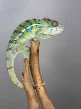 Load image into Gallery viewer, AMBILOBE Panther Chameleon: (E16)
